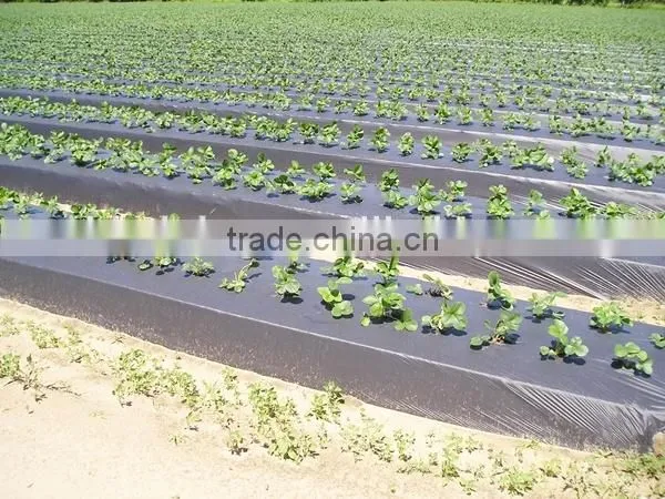 Mulch film for plant