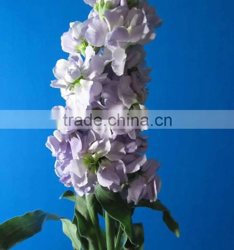 Cheap Best-Selling light purple violets
