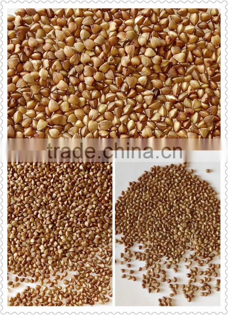 roasted buckwheat Organice grains wholesale