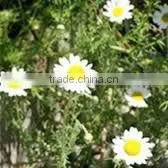 Chamomile Oil Blue