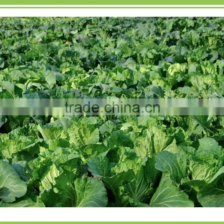 hydrolsis amino acid powder for bio organic fertilizer and chelate mineral ingredient