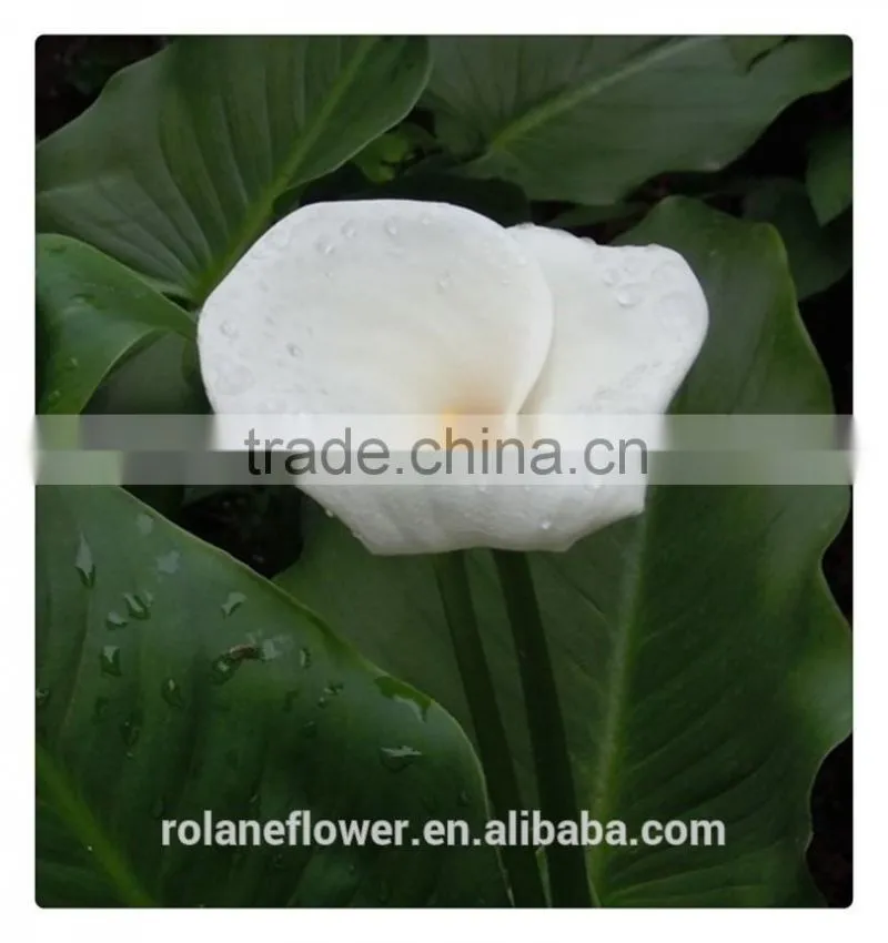 wedding decoration flower white calla lily flower