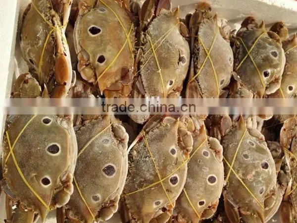 frozen whole three spotted crab with high quality
