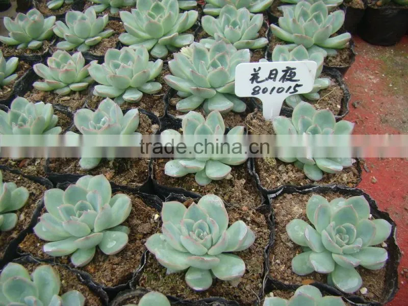 succulent plants