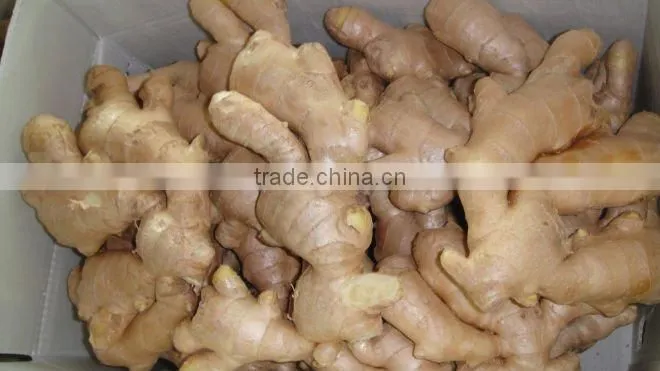 China fresh ginger for sale