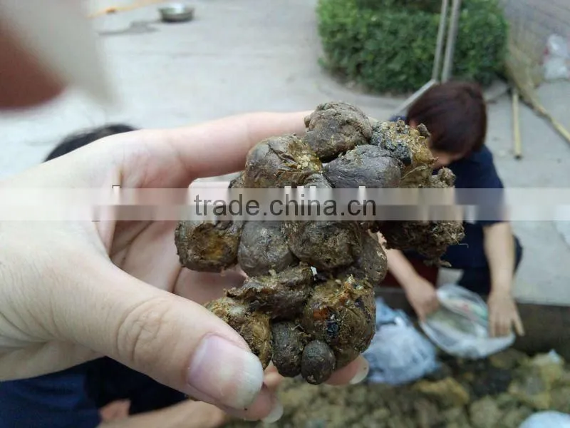 Pure Natural Bee Propolis to make medicine