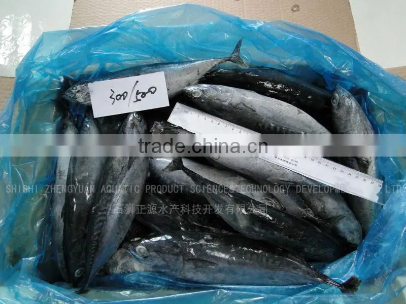 Frozen Bonito/Tuna Fish