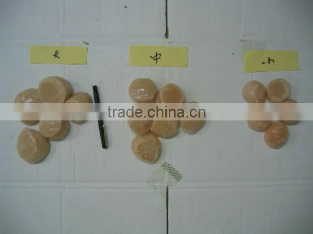sea scallops adductor