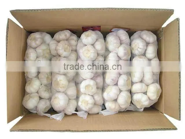 New Crop Fresh garlic