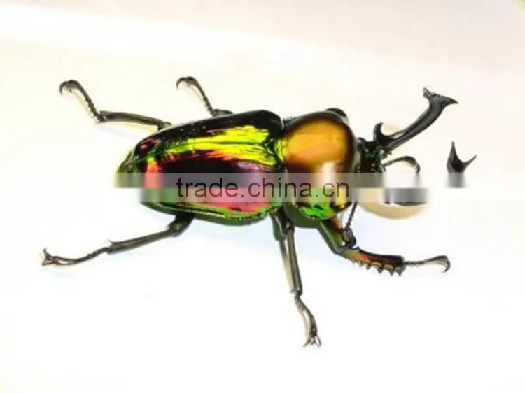 Animatronic insects, fiberglass insects, simulation insects