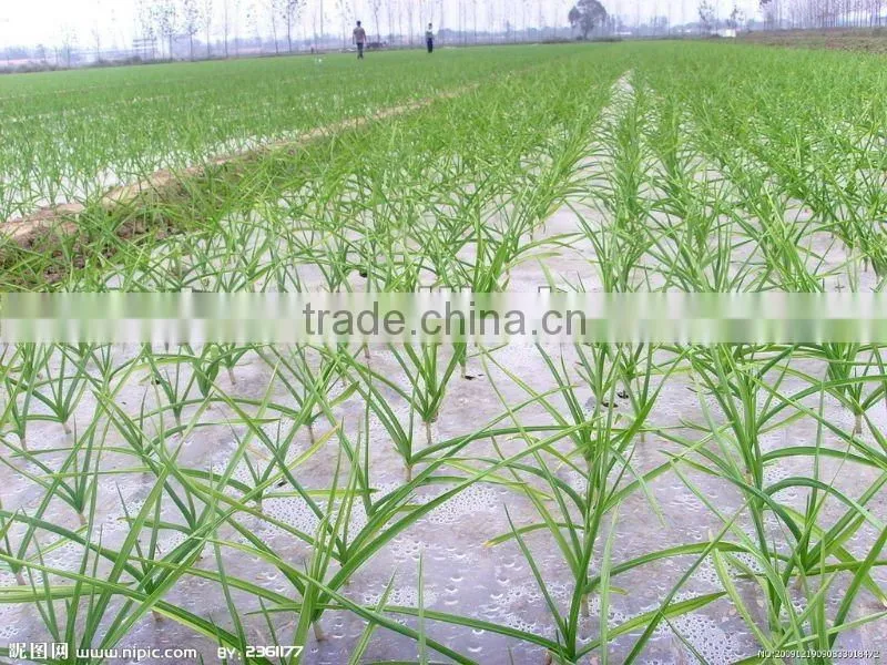 chinese jingxiang garlic