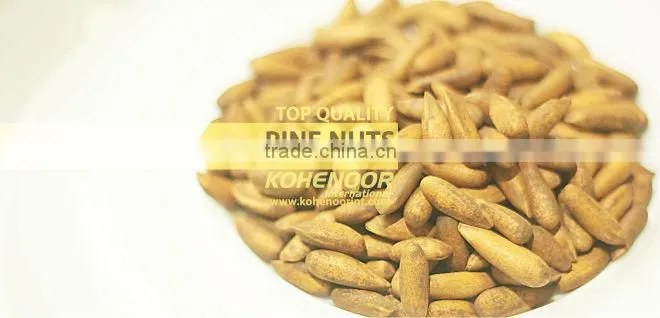 Pine Nuts in shell