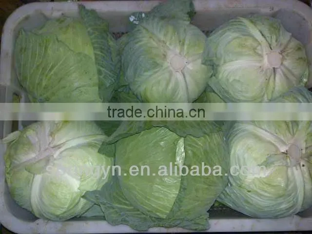 2015 Crop Good Quality Chinese Cabbage