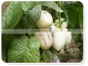 Pepino Seed Pepino Cucumber Seeds For Cultivation Germination rate above 93%