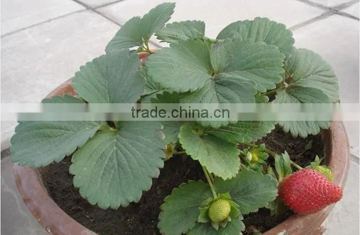strawberry seedling nursery