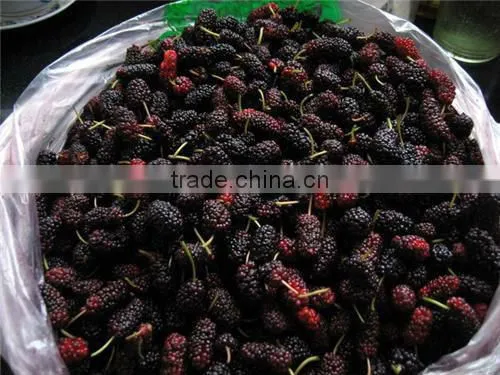Mulberry Extract