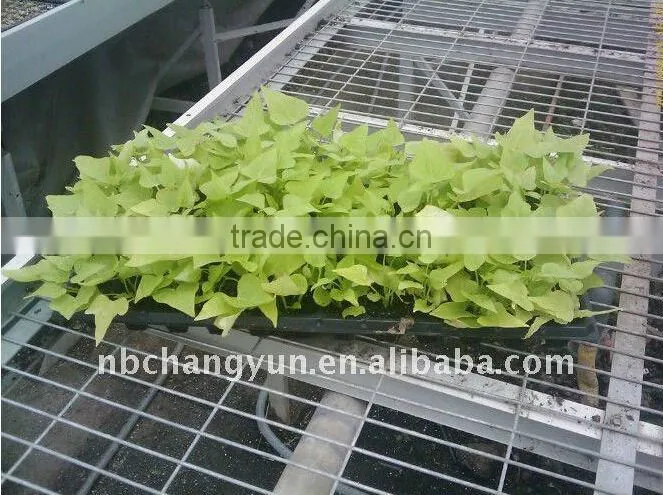 PS Vegetable Seeding Trays, 50 cell