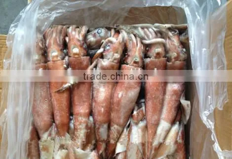HACCP FDA ISO QS Certification Frozen Loligo Squid