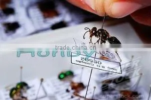 Nylon Stainless Steel Insect Mounting Pins