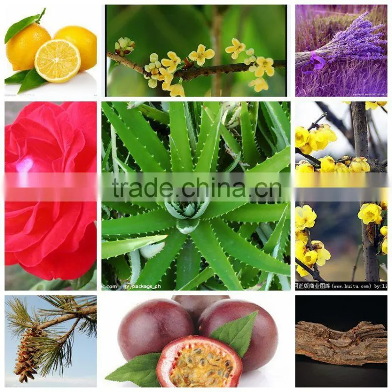 Agarwood Essential Oil Extraction Machinery