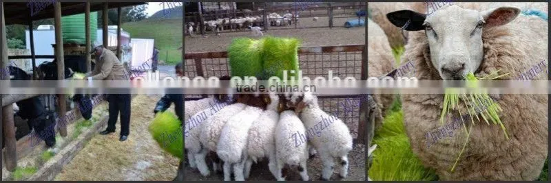 Factory supply automatic bean sprout growing machine for sale