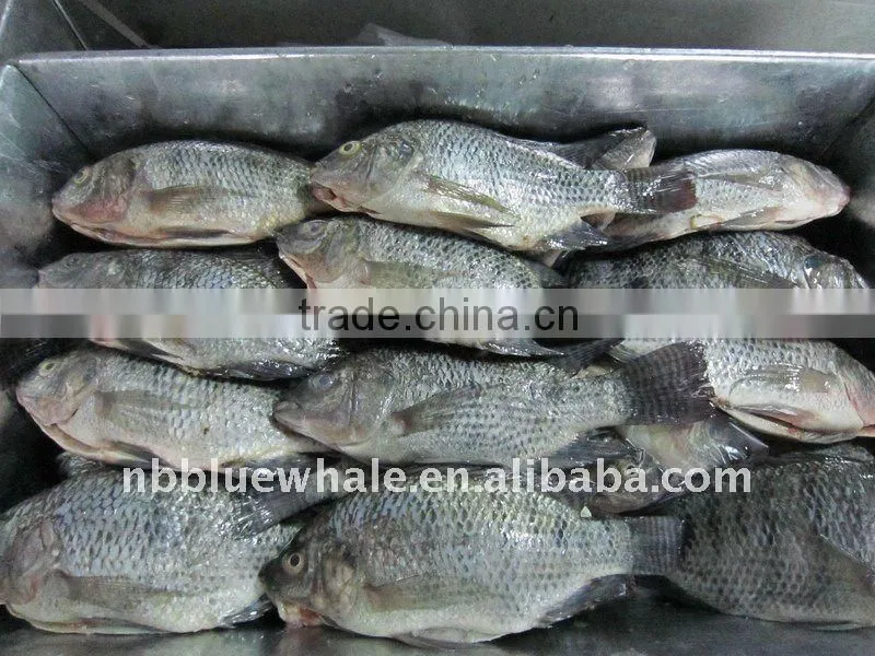 IQF Tilapia