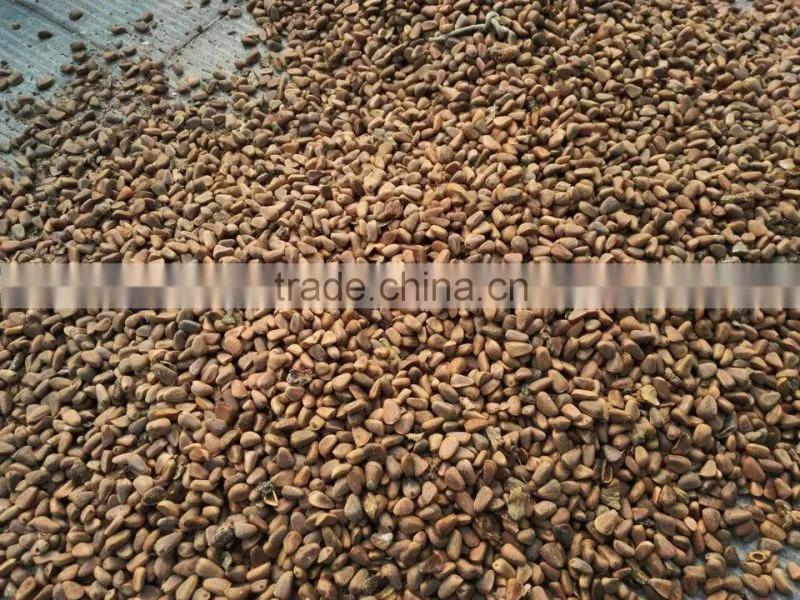 pine nuts in shell