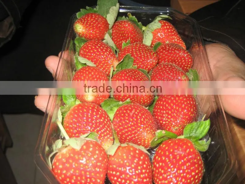 FRESH STREWBERRY