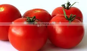 FRESH TOMATO
