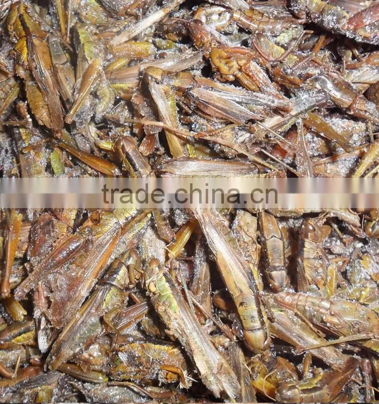 Organic Food Dried Grasshoppers