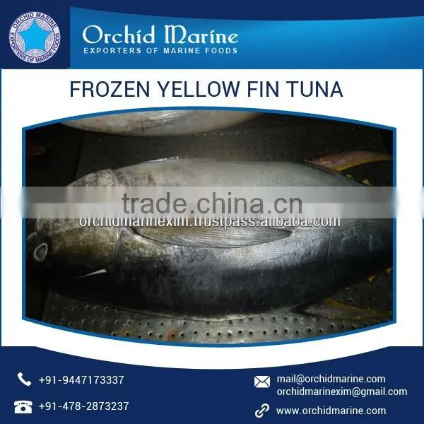 Frozen Yellow Fin Tuna Fish