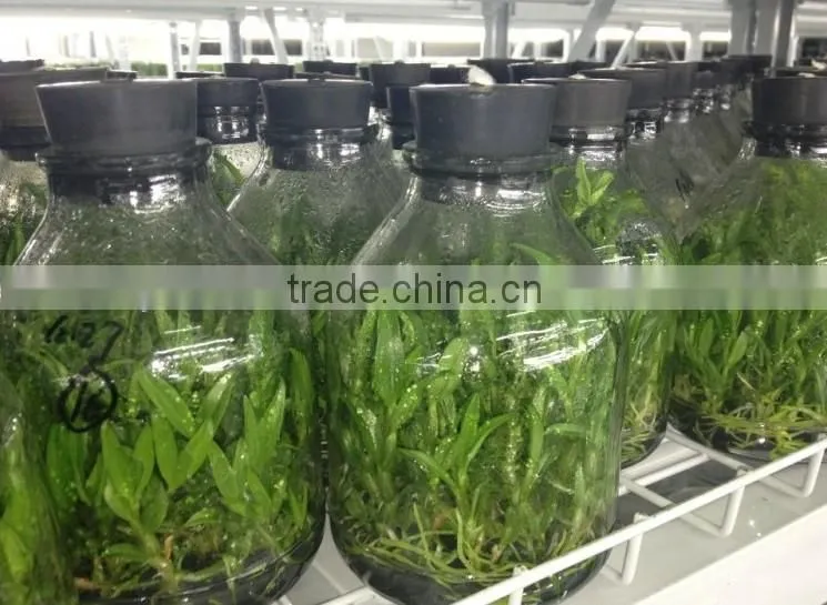 200ml tissue culture vessels with plastic lid