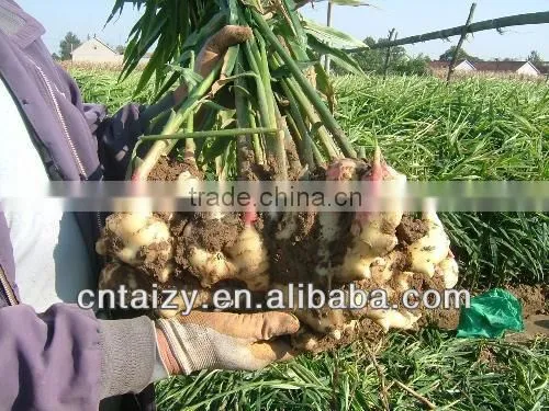 hot sale and best quality ginger harvester