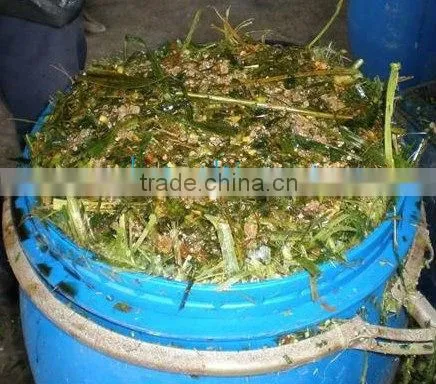 Animal feeding - corn silage