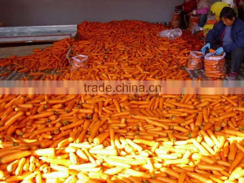 2014 Fresh Carrots