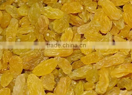 chinese wholesale price dried golden raisin