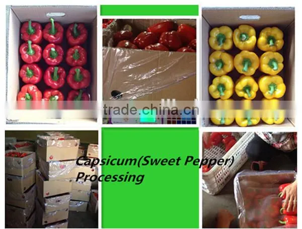 fresh red capsicum