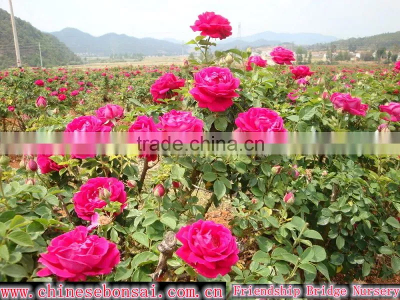 Wholesale Grade A Fresh Roses From India Fresh Rose Petals