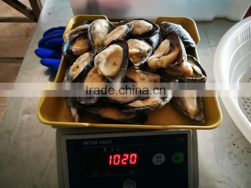 wholesale High quality half shell mussel with good price and high quality