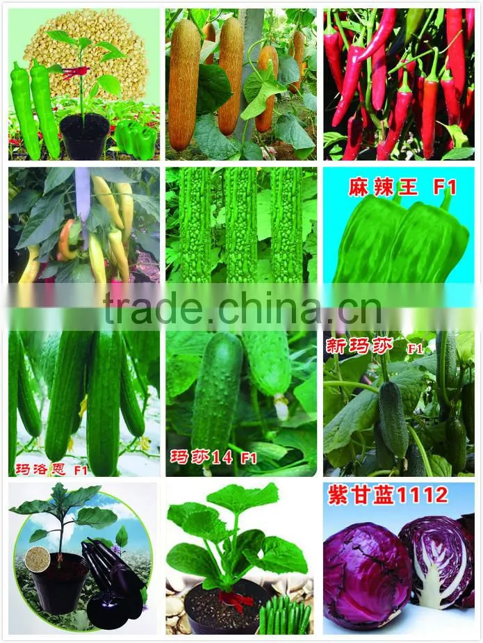 Cold resistant pink and green lolor kale seeds