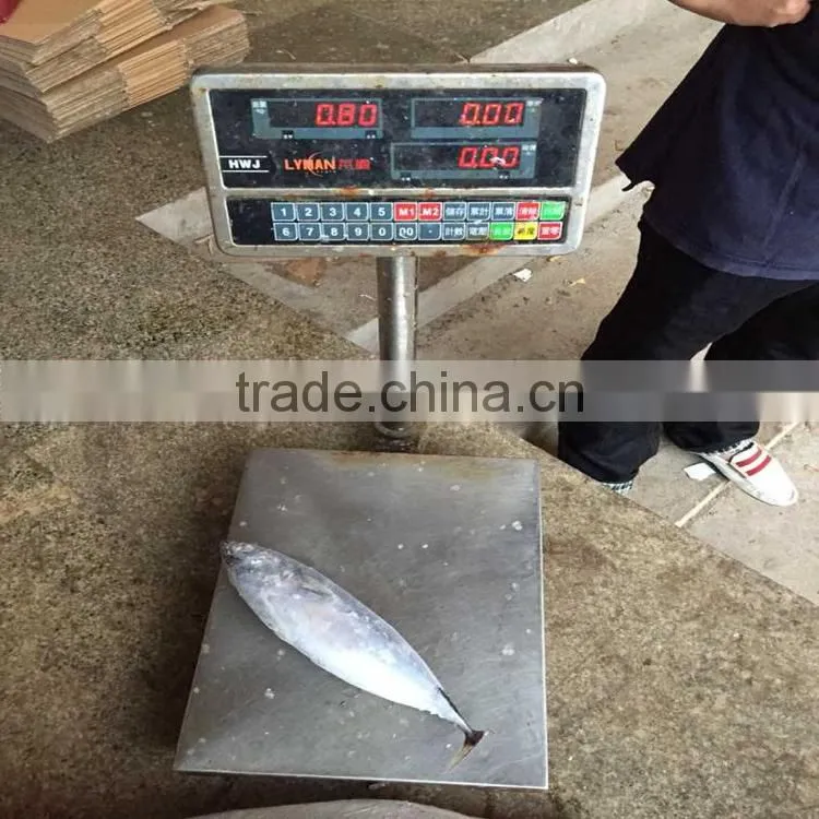 High quality frozen whole round fish bonito