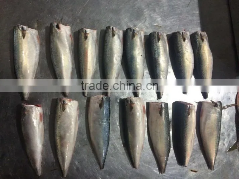 Top grade pacific mackerel HGT 80-100g