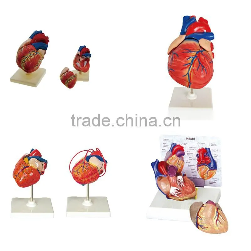 Human Heart Anatomical Model