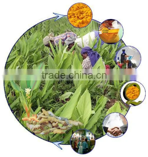 Double Polished Turmeric Fingers