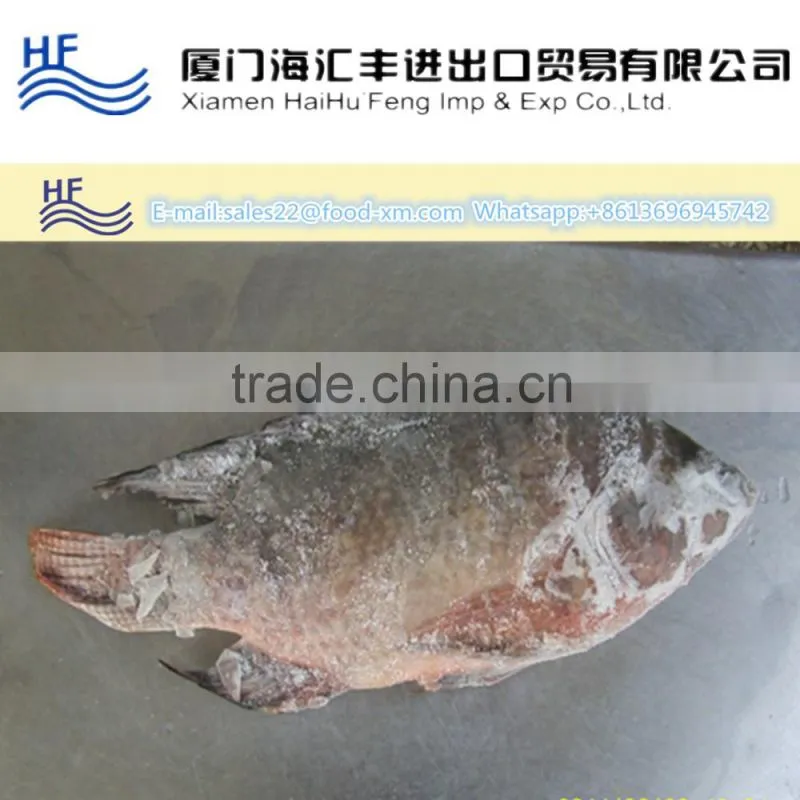 HHF FROZEN BLACK TILAPIA WHOLE ROUND