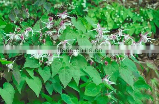 Qingdao BNP Sells high quality Epimedium Extract Capsule