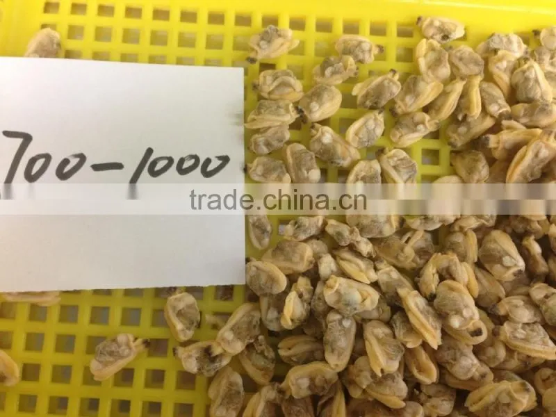 Short necked clam meat