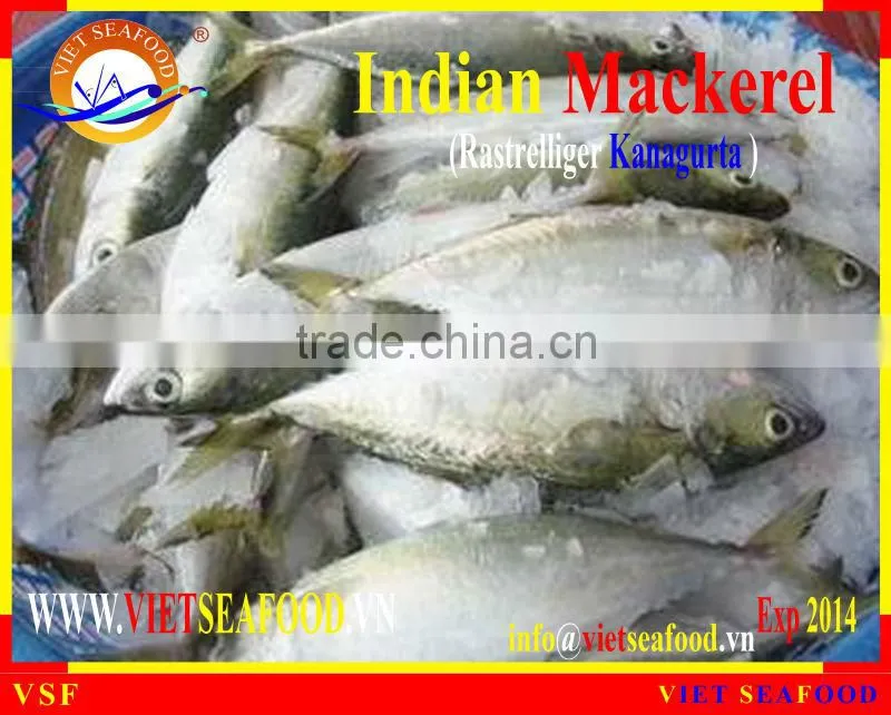 FROZEN INDIAN MACKEREL W/R