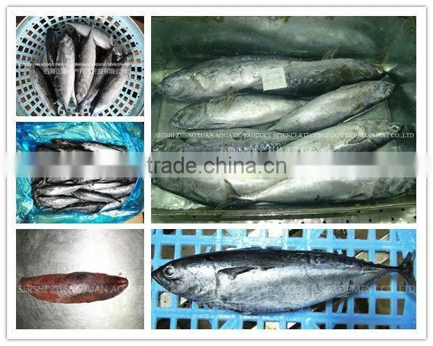 Frozen Fish Shipping All Arund The World