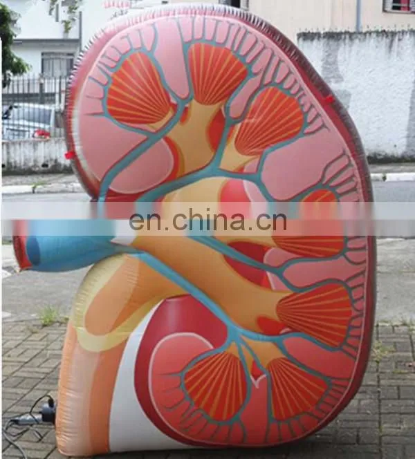 inflatable heart / custom inflatable viscera replica / medical inflatables